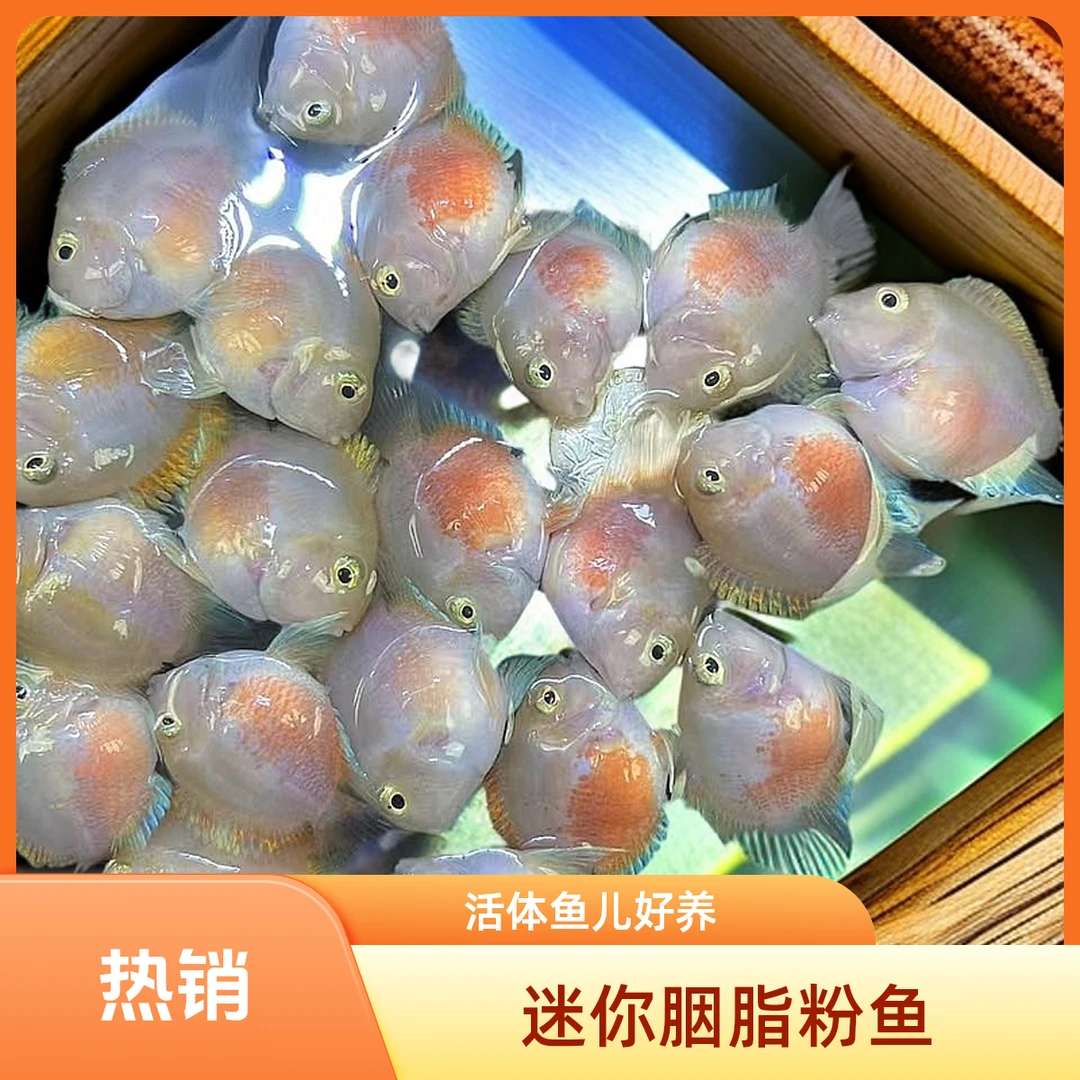 精品迷你鹦鹉鱼活体 球体透明鳞 新手好养可繁殖种鱼
