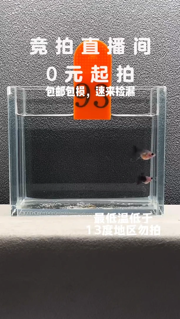 孔雀鱼蓝礼服玻璃猫短球C编号93