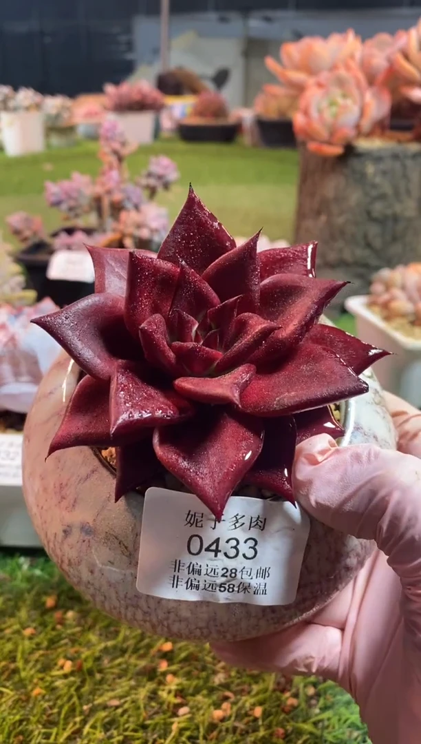 【闪购商品】0433a