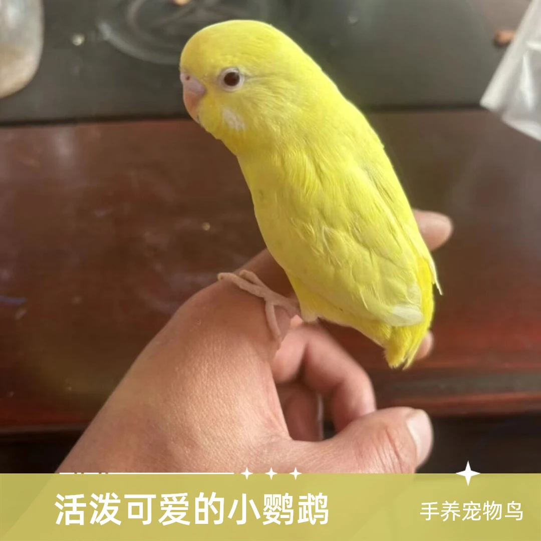 粉丝福利缺毛短尾瑕疵鹦鹉1只（不分颜色和公母）