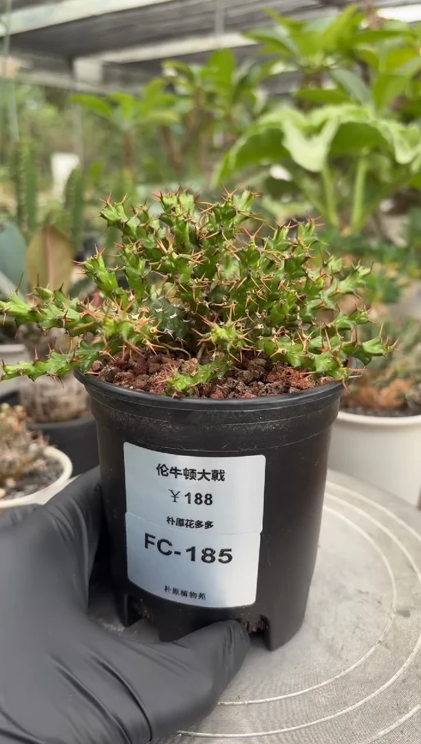 伦牛顿大戟FC-185