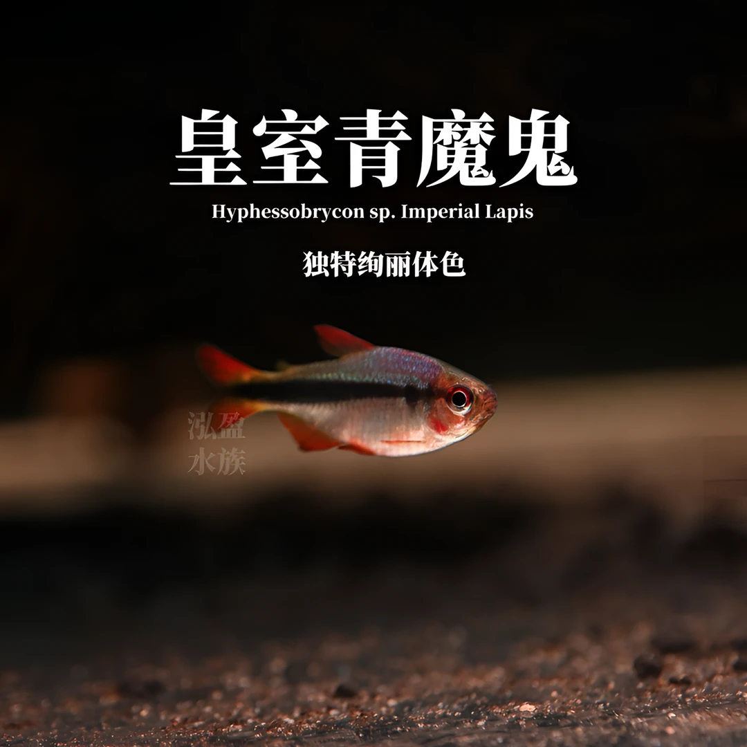 【泓盈】皇室青魔鬼人工发色/混养/群游/满100顺丰包邮