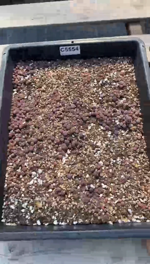 5554直播一物一拍