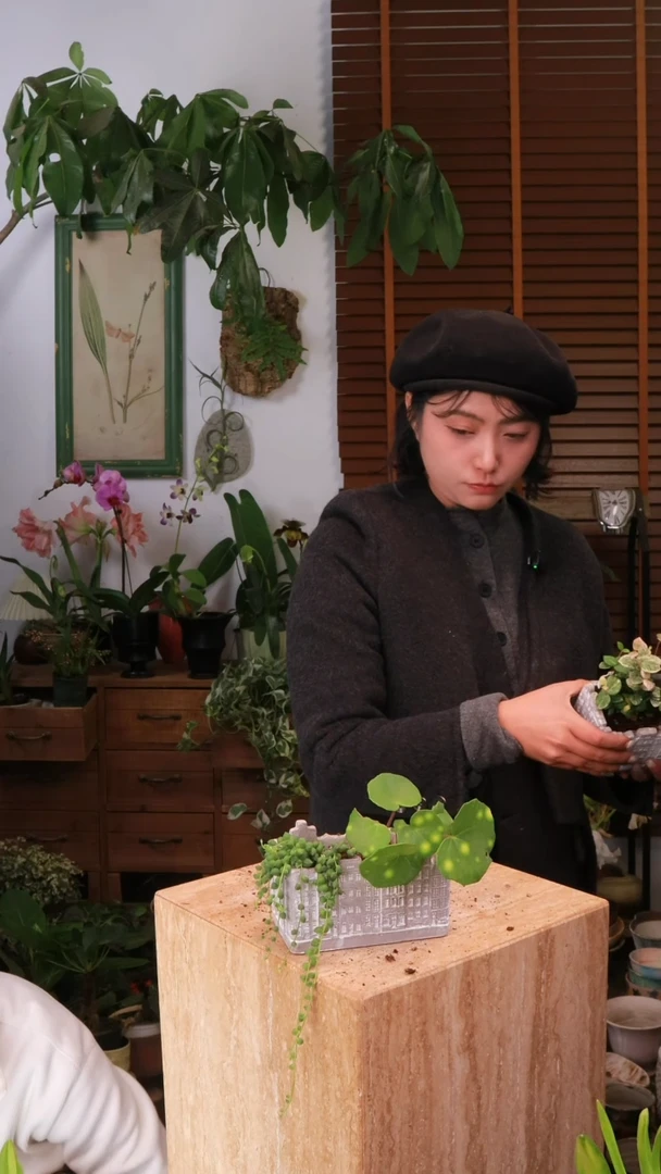 无花朵?**? 萤火虫吴风草 佛珠 带盆 种好发货 顺丰包邮