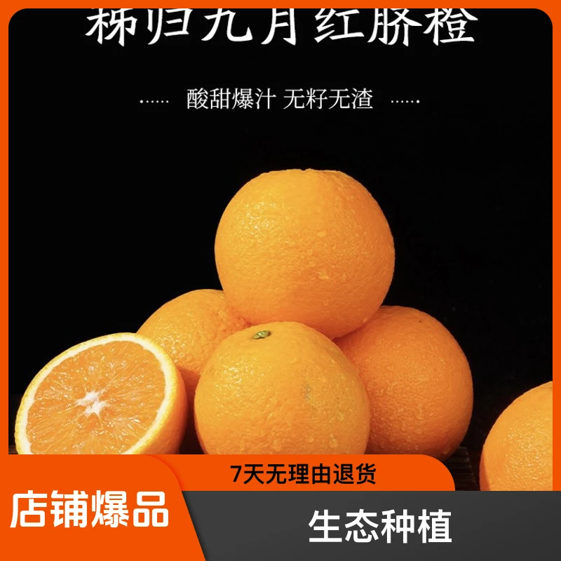 秭归九月红秋橙  新鲜水果 当季橙子现摘现发