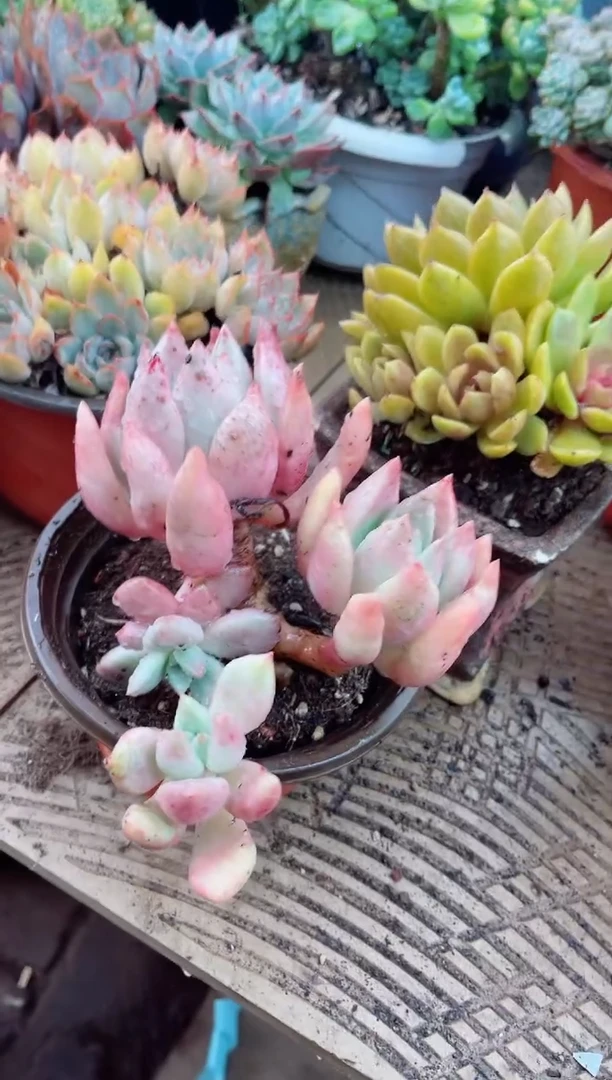 一***花15078多肉植物一物一拍