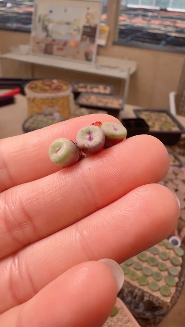 4-3美丽的多肉植物se红嘴一颗