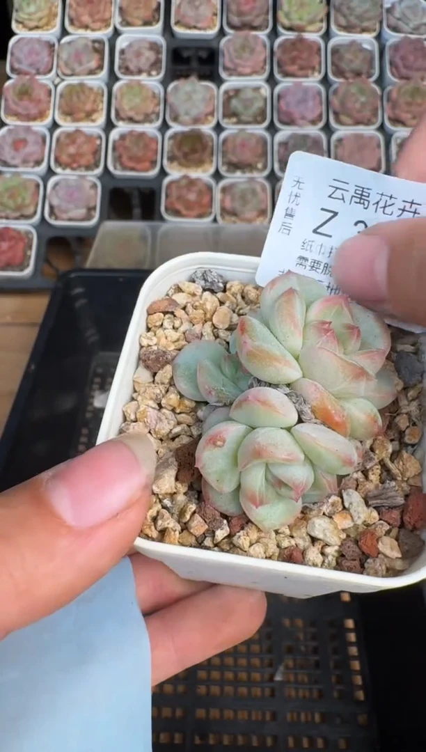 335Z珍妮多肉(6.5cm杯）一物一拍 带盆土发