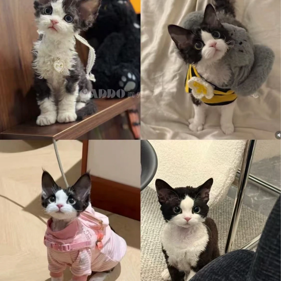 德文卷毛猫（家庭繁育）一物一拍