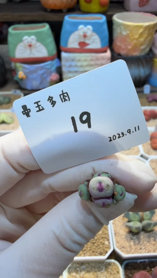 布*25.9.11-19布丁