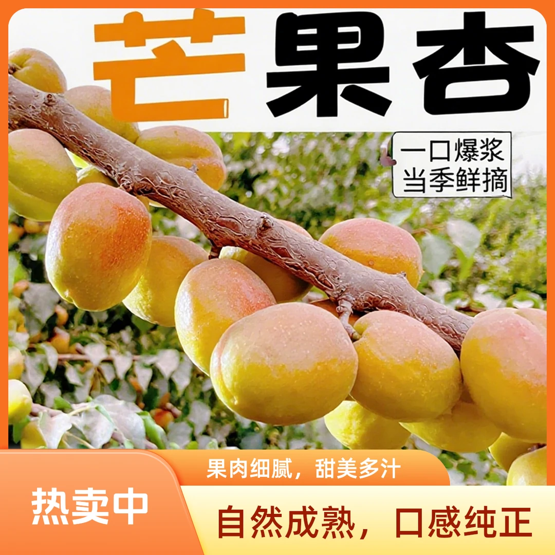 树熟贵妃芒果杏新疆阿瓦提核心产区正宗顺丰包邮现摘夏天产地直发