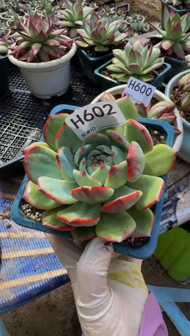 H602惊鸿仙子（裸根发货）