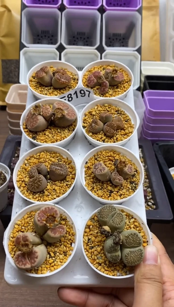 8197直播一物一拍