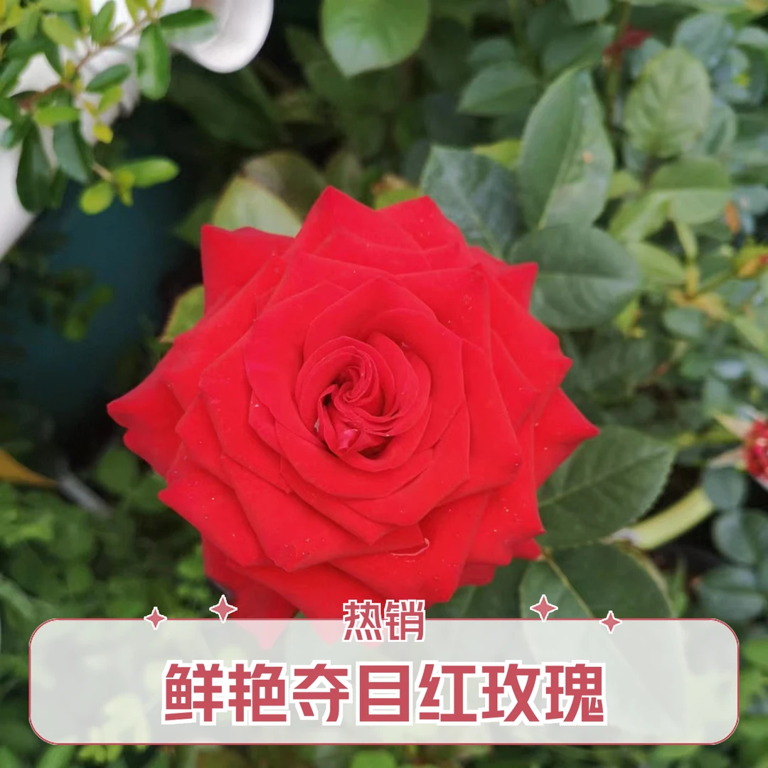 自由女神厄瓜多尔进口露天月季玫瑰多季开花直立性强庭院阳台盆栽