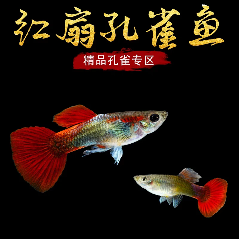 【巴西红扇孔雀鱼】能生小鱼可繁殖好养耐活