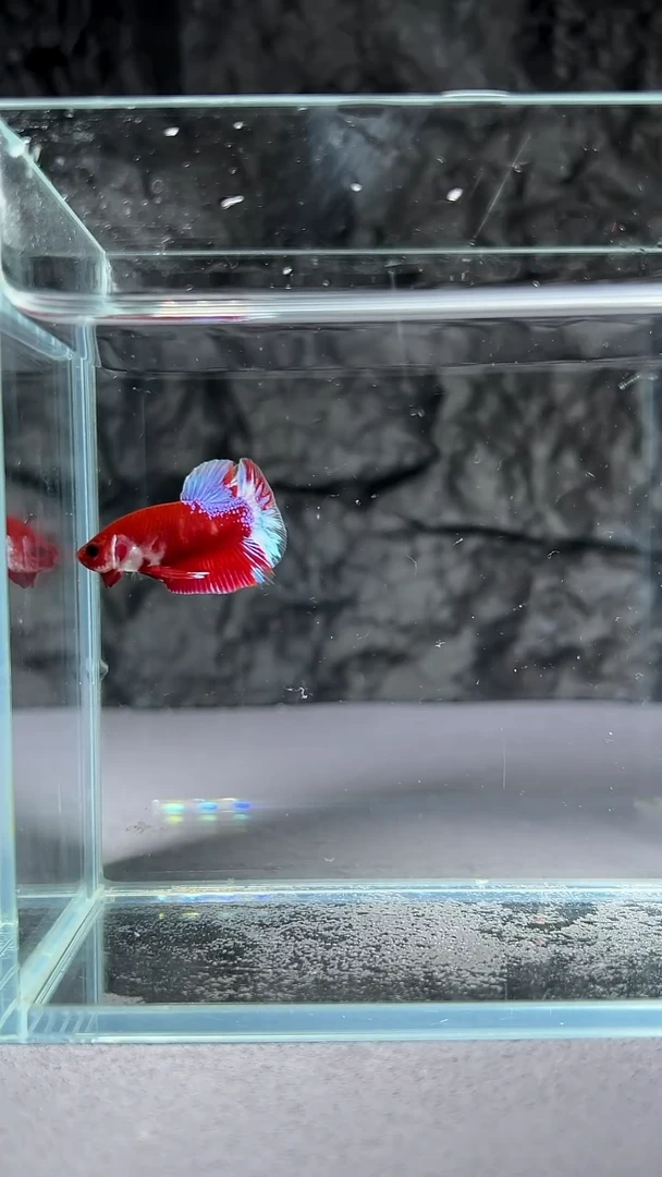 斗鱼竞拍链接A053