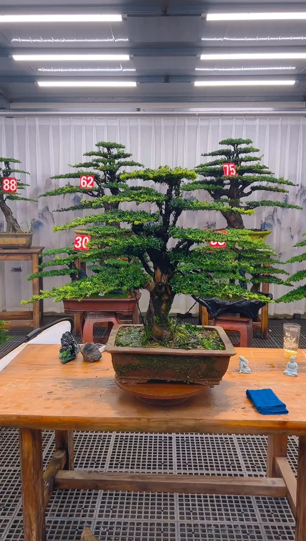 无花朵大*甜精品盆景直播间一物一拍