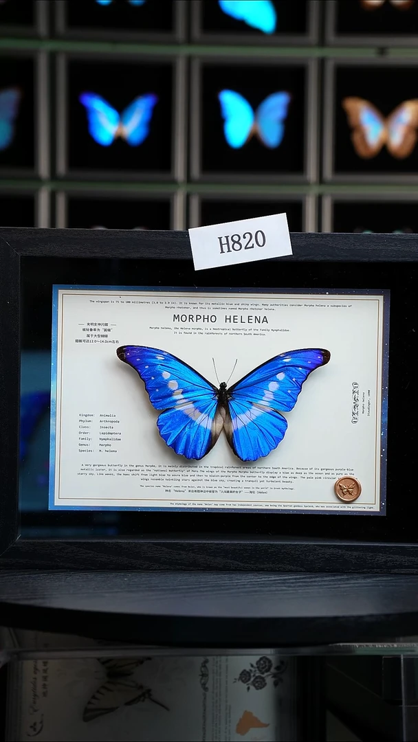 蝴蝶标本摆件竞拍H820