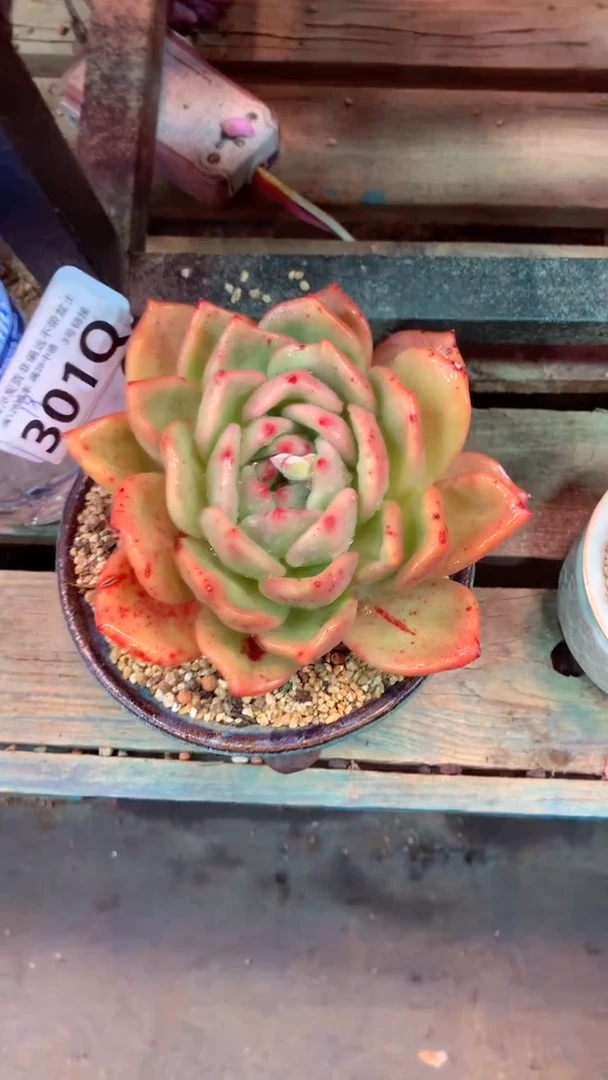 301Q（一物一拍，精品多肉，所见即所得 ）