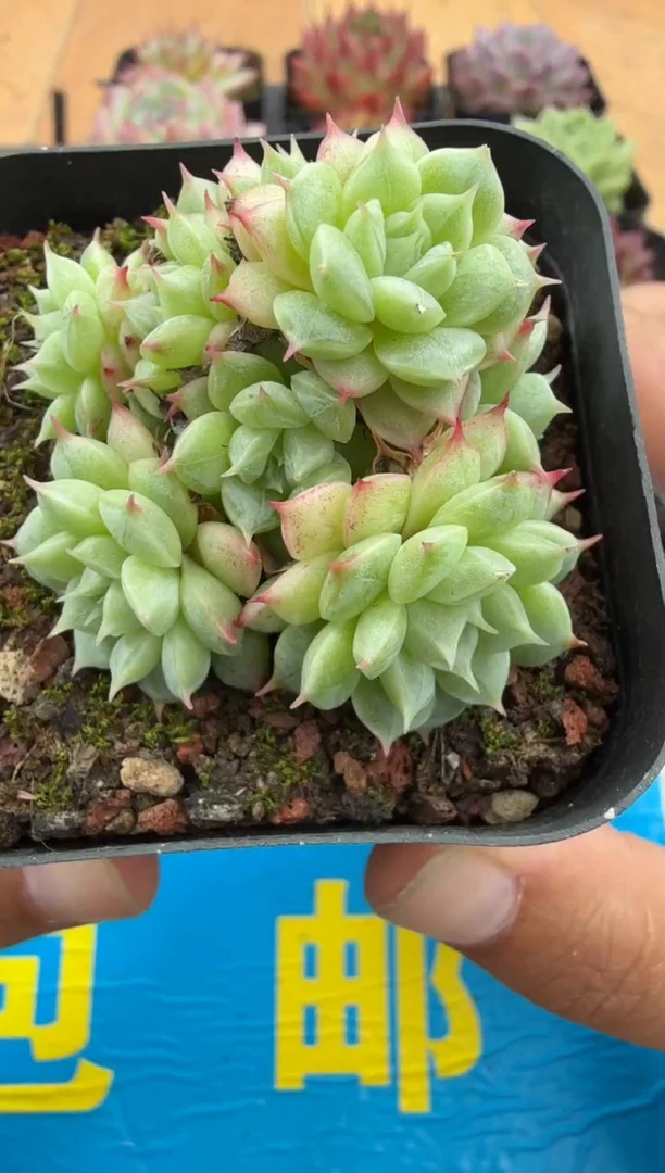 东云多肉园二店-205