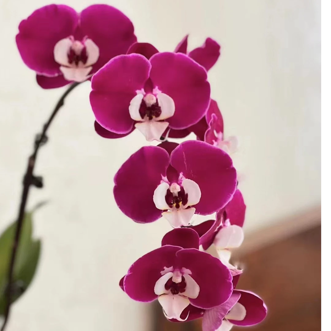 【米歇尔3.5寸】室内精品蝴蝶兰无花剑   叶片有开裂