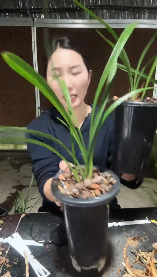 无花朵大唐宫粉7506