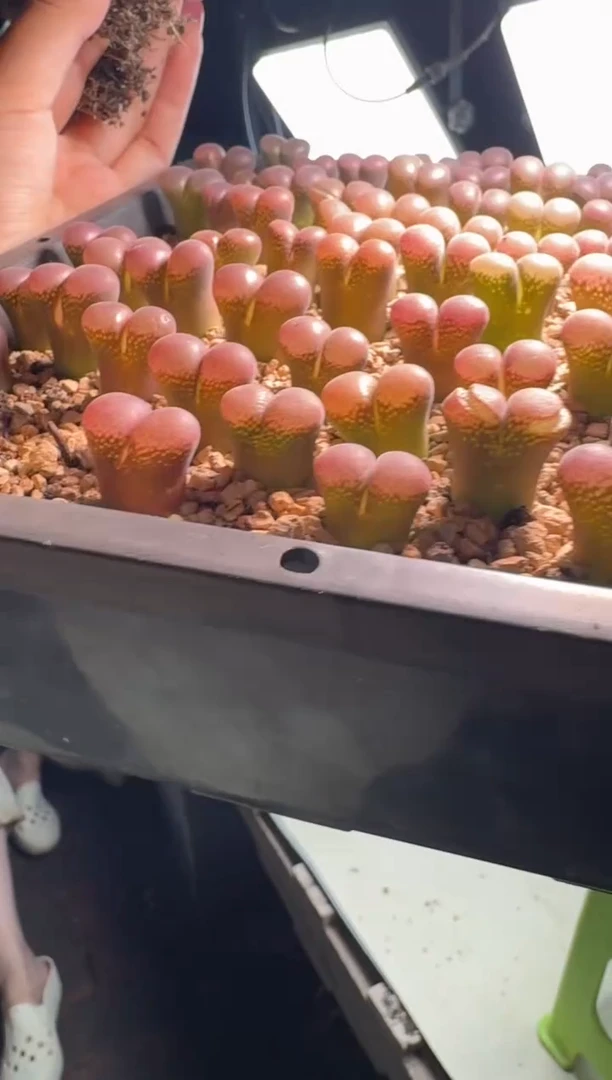 30-77多肉植物肉锥一颗