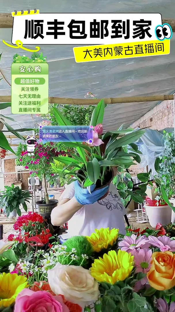 完全开放带花姜荷花