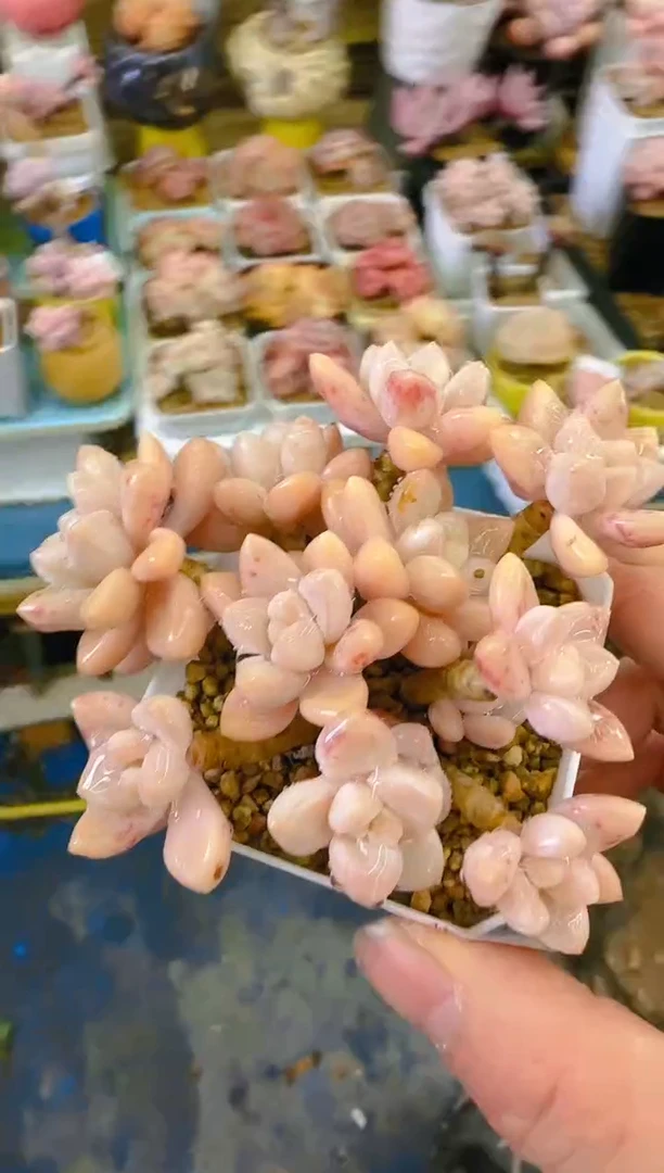 【闪购商品】福—028—仙农(秋啵)