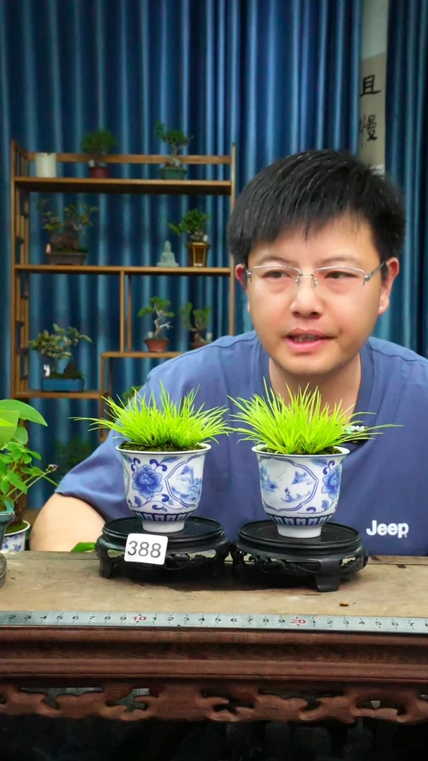 无花朵苔藓微景观388号