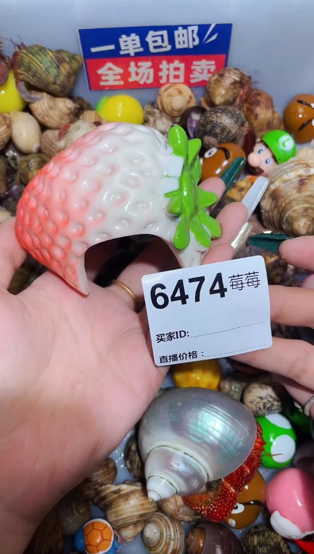 陌派甄选寄居蟹6474