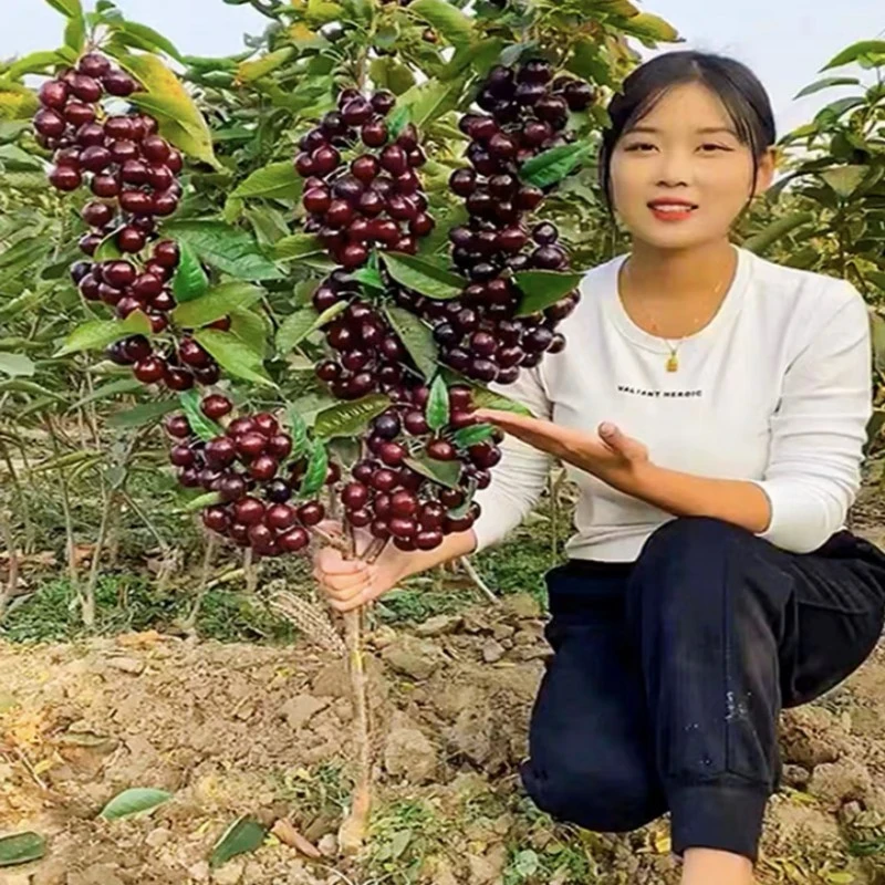 车厘子树苗樱桃树苖南方北方种植盆栽庭院果树矮化樱桃树大樱桃苗