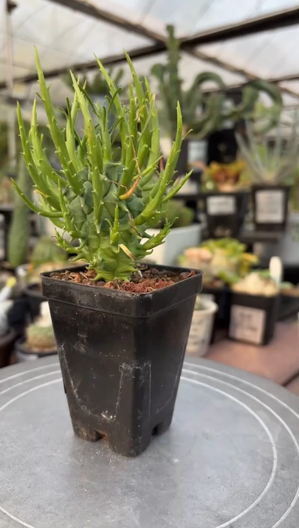 斗牛角大戟FD-82