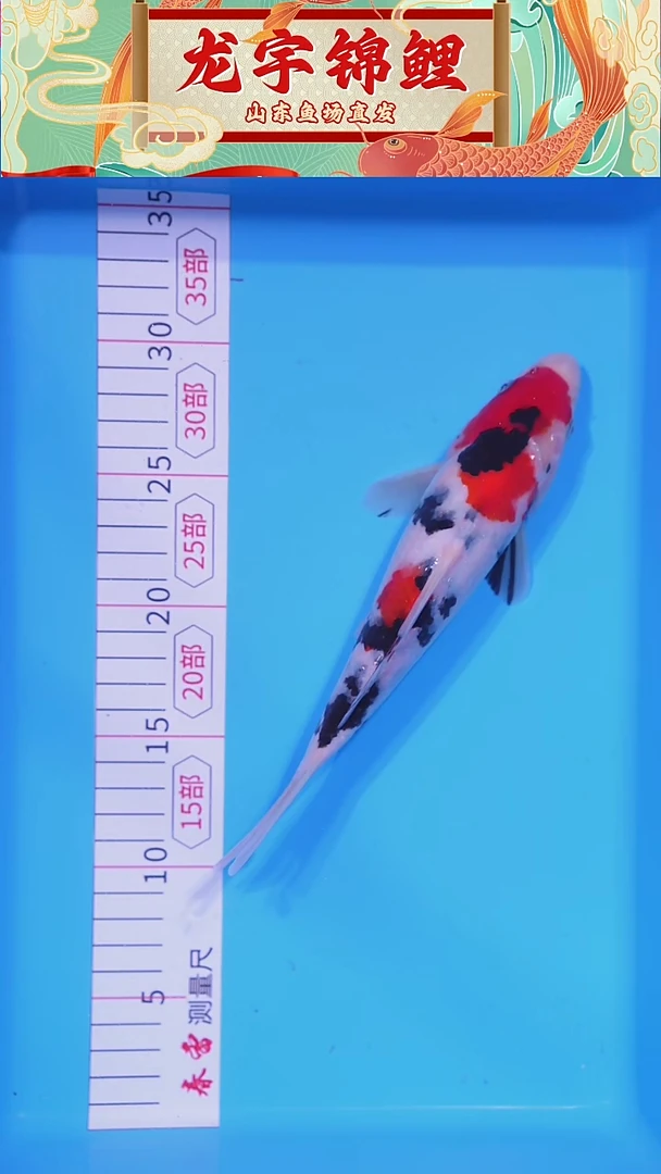 锦鲤121204白底三色