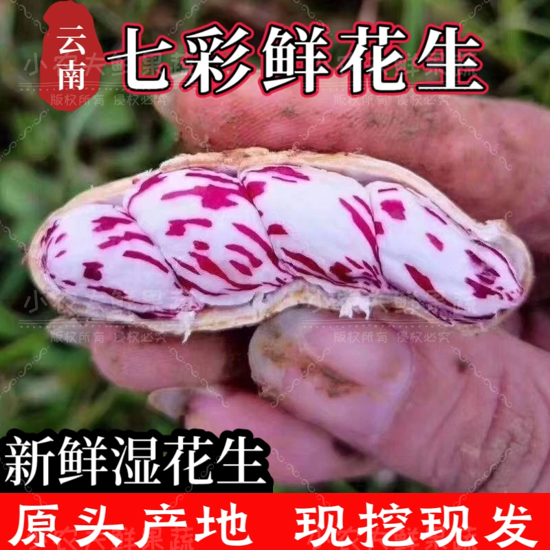 【现挖湿花生】云南七彩花生新鲜带壳牛奶水果花生颗粒饱满原味清甜