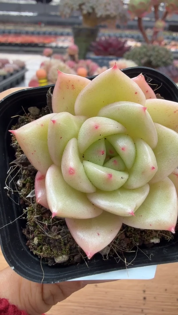 东云多肉园二店-53