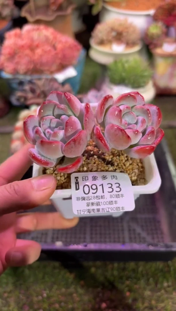 【闪购商品】09133