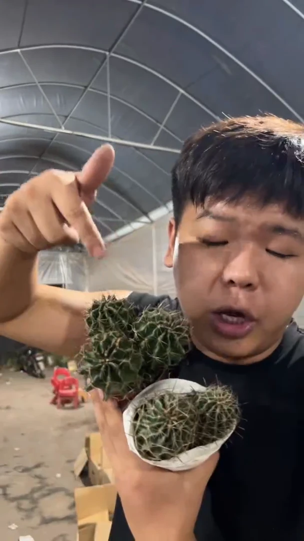 2颗 多头 龙王【带根】