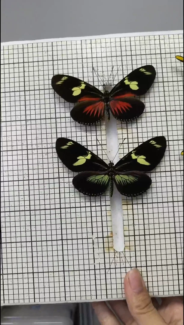 展翅品一图一物袖蝶