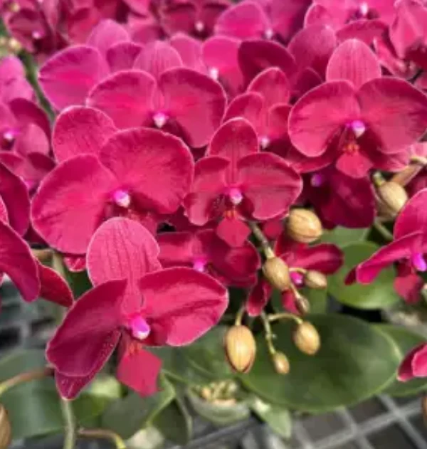 【蒙特勒】【同品10颗送盆】蝴蝶兰基地组盆易养活