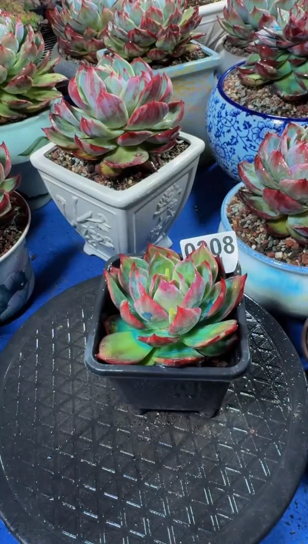 【闪购商品】0308惊鸿仙子（裸根发货）