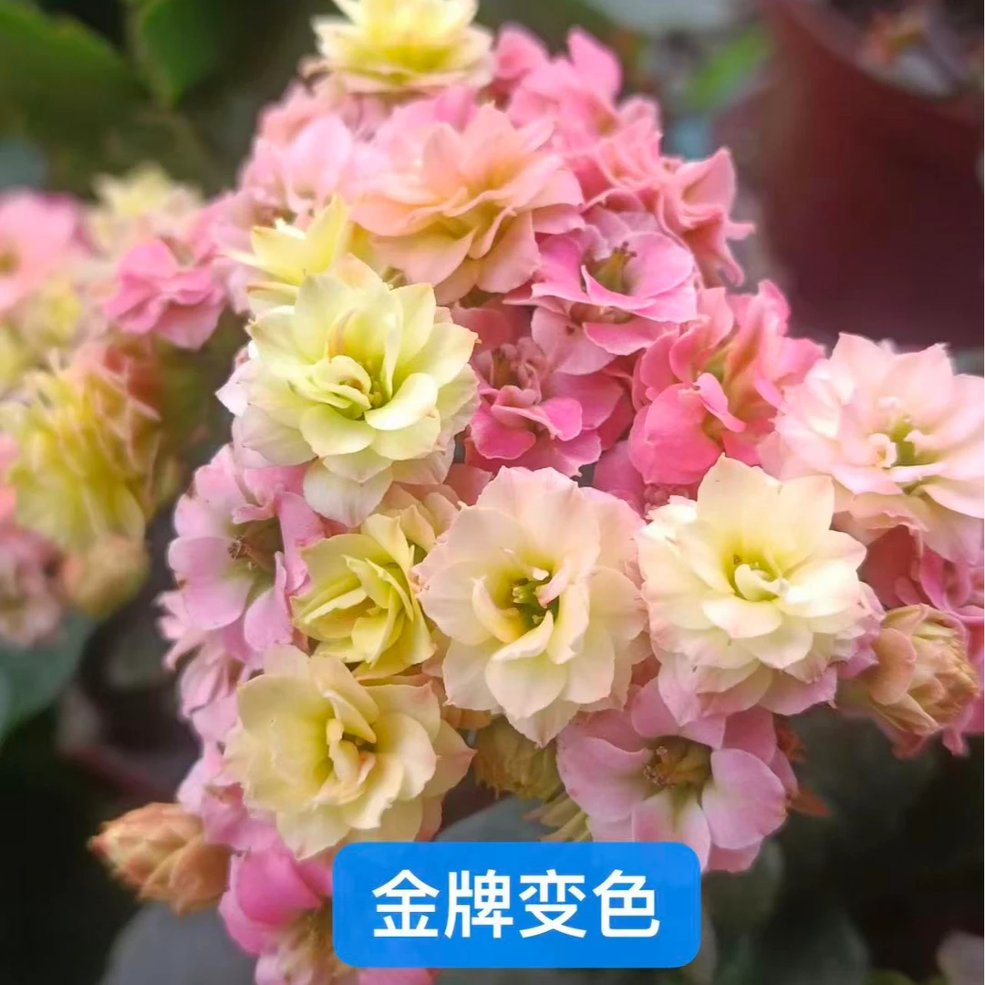 130金牌变色长寿花