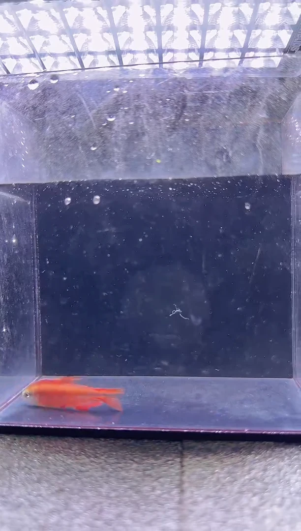 灯科鱼燕****店超级红魔鬼