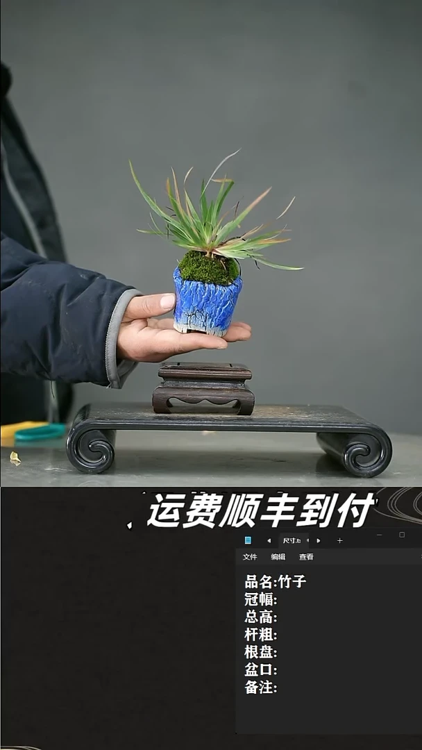 【闪购商品】12 竹子