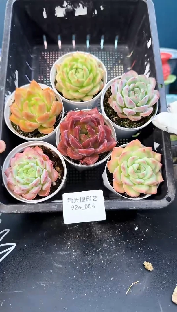 924-084多肉6颗