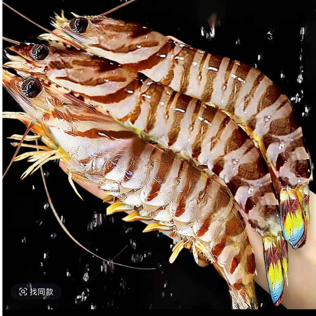深海野生大号斑节虾/竹节虾/花虾 刺身级   鲜虾液氮速冻发顺丰