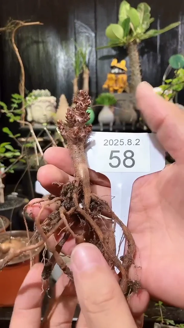 58号802福利枝干杨奎(无售后无教程)