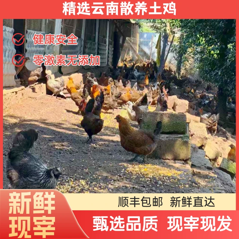 云南普洱景东农家林下放养土鸡 新鲜宰杀发货顺丰发货1斤/4斤装