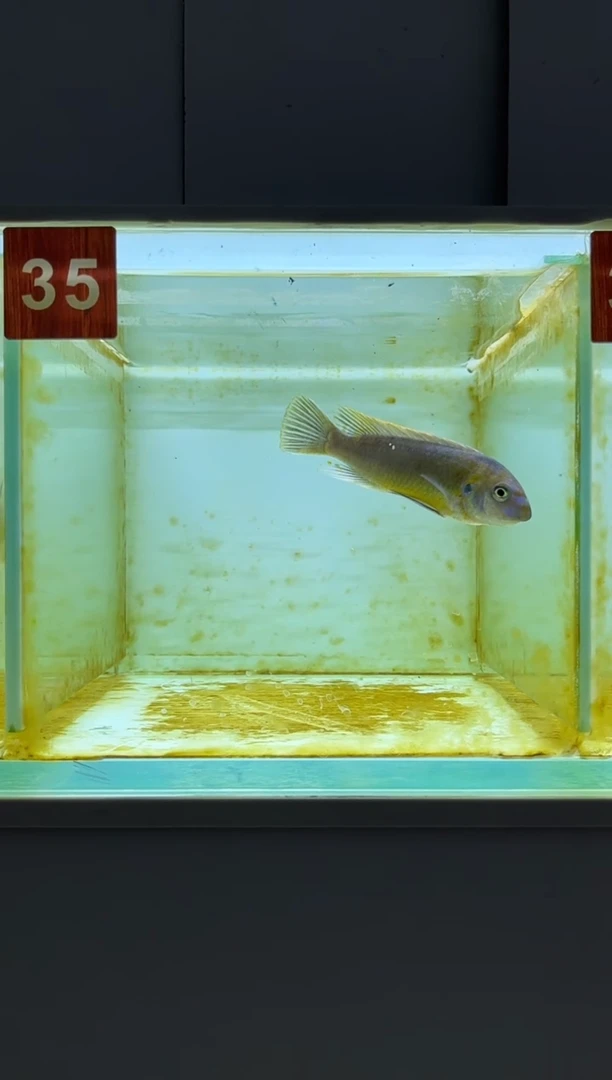 海水鱼三湖慈鲷野生