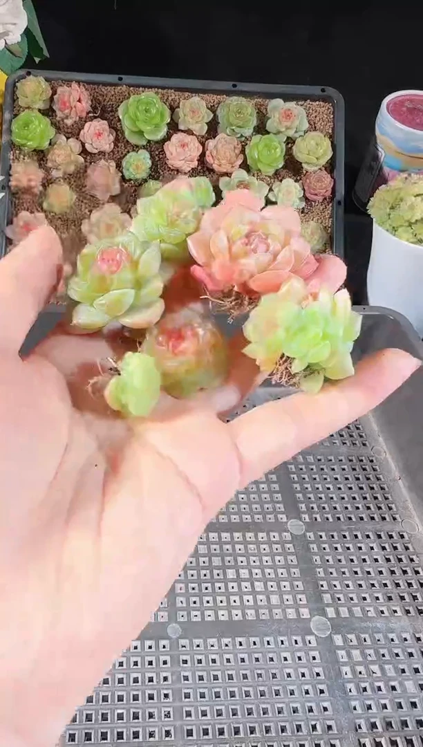 1113-659糖心组合群生不包整